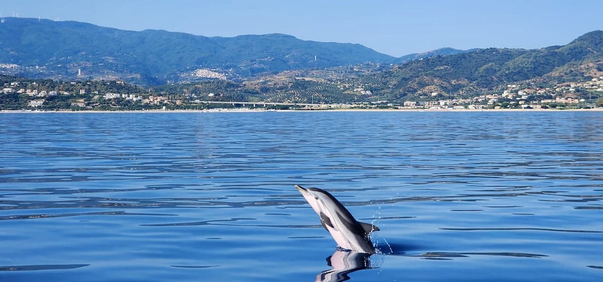 Delfino nel mare davanti alla costa di Isca sullo Ionio